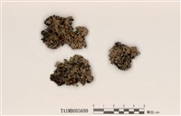 藏品(睫毛網裂梅衣)的圖片